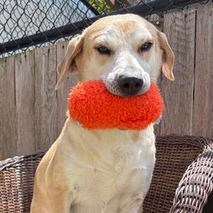 Cypress, Mixed Breed (Medium), adult, available for adoption