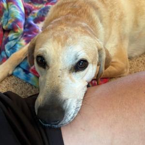 Cypress - Available in Foster, Mixed Breed (Medium), adult, available for adoption