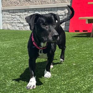 Woodstock - In Foster To Adopt, Mixed Breed (Medium), adult, available for adoption