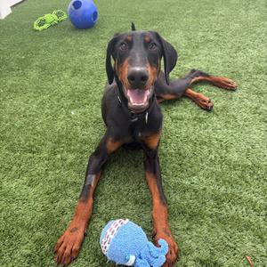 A black and tan dog lying on green artificial turf, with a blue ball and a green rope toy nearby.