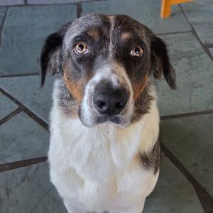 A close-up of a dog with a white chest and face, brown and black patches on its head, and large, expressive eyes. The dog is looking directly at the camera with a curious expression. The background consists of a tiled floor.