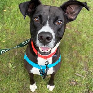 Mick - Available in Foster, Mixed Breed (Medium), adult, available for adoption