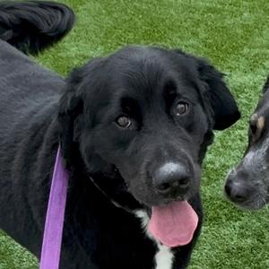 Ralphie - In Foster To Adopt, Bernese Mountain Dog, senior, available for adoption