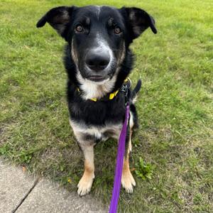 Aspen, Mixed Breed (Large), adult, available for adoption
