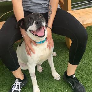 Petey - In Foster to Adopt, Mixed Breed (Medium), adult, available for adoption