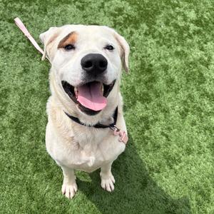 Dudley, Mixed Breed (Large), adult, available for adoption