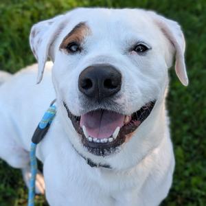 Dudley, Mixed Breed (Large), adult, available for adoption