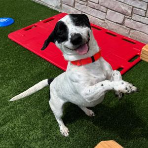 Snoopy - Available in Foster, Mixed Breed (Medium), adult, available for adoption