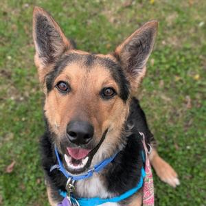 A German Shepherd dog wearing a blue collar and a colorful leash looks up at the camera with its tongue out and a happy expression. The dog is sitting on green grass.