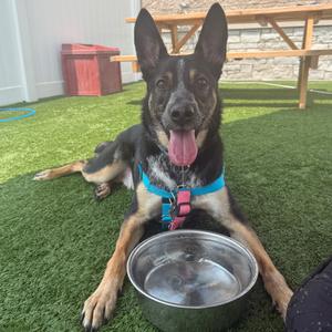 Stitch, Cattle Dog, adult, available for adoption