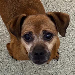 Java, Mixed Breed (Small), senior, available for adoption