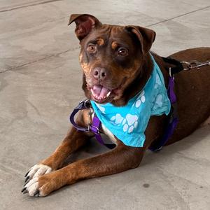 Turtle Dove, Mixed Breed (Medium), adult, available for adoption