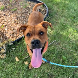 A brown dog with a black nose and floppy ears is standing on a grassy area, looking up at the camera with its tongue out. The dog is wearing a blue leash.