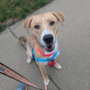 A brown and white dog wearing a blue harness and red collar, sitting on a sidewalk and looking up at the camera.