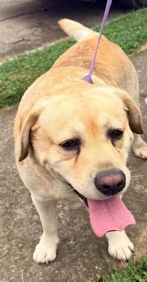 A golden-colored dog with a pink tongue sticking out, standing on a concrete surface with grass in the background.