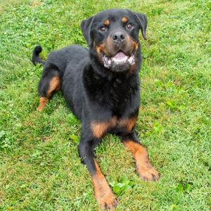 Boss, Rottweiler, adult, available for adoption