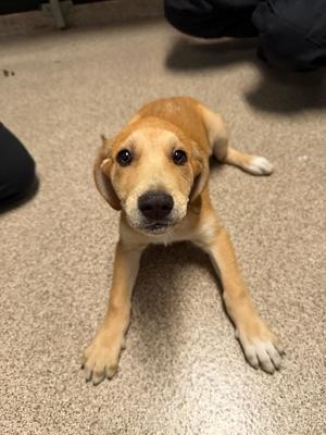 A light brown puppy with floppy ears and big, expressive eyes is lying on a carpeted floor. The puppy has a black nose and a slightly open mouth, giving it a curious and endearing expression. The background shows a person's legs and feet, suggesting the puppy is indoors.