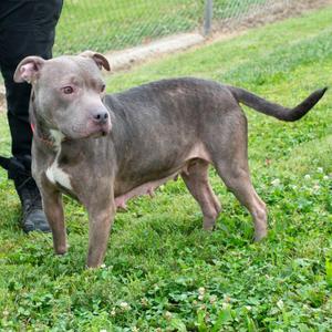 Blissey, Staffordshire Bull Terrier, young, available for adoption