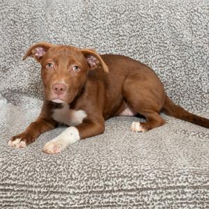 Capri, Pit Bull Terrier, puppy, available for adoption