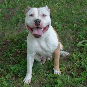 Fiona, English Bulldog, adult, available for adoption