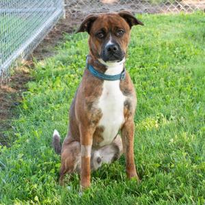 Bronx, Boxer / Shepherd, young, available for adoption