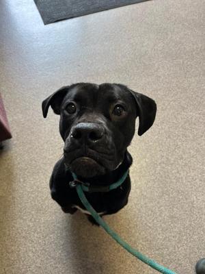 Juno, Boxer, young, available for adoption