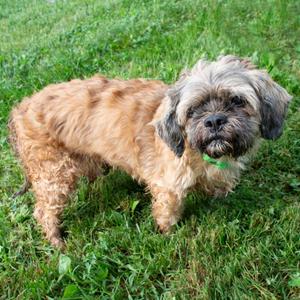 Carl, Shih Tzu, senior, available for adoption