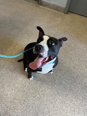 A black and white dog with a blue leash, sitting on a carpeted floor and looking up with its tongue out.