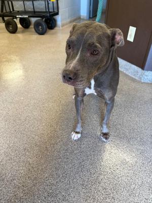 A brown and white dog standing on a speckled floor, looking directly at the camera.
