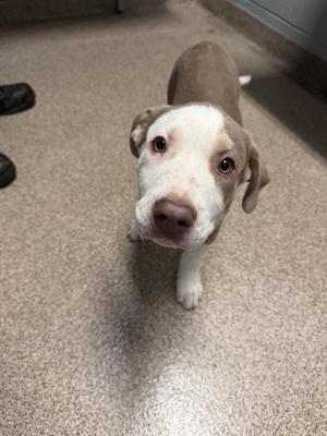 A close-up of a puppy with a white face and brown patches, standing on a carpeted floor.