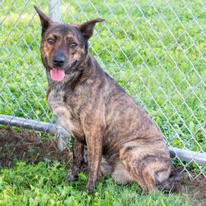 Dingo, Dutch Shepherd, young, available for adoption