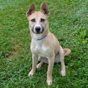 Bolt, Shepherd, young, available for adoption