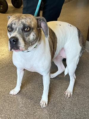 Cloe, Mixed Breed, adult, available for adoption