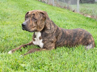 A brindle dog with a white chest lying on a grassy lawn.
