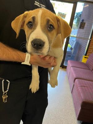 Hocus, Mixed Breed, puppy, available for adoption