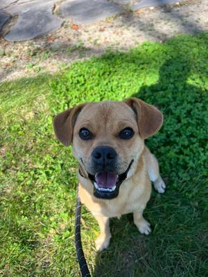 Jekyll, Pug / Beagle, adult, available for adoption