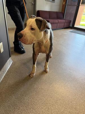 Enzo, Pit Bull Terrier, adult, available for adoption
