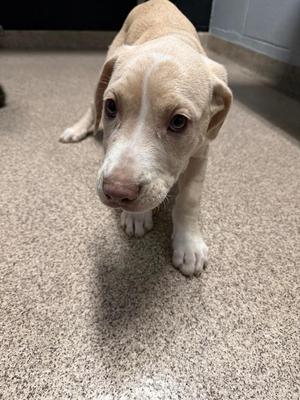 a light-colored puppy standing on a carpeted floor