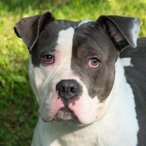 Bozo, Pit Bull Terrier / English Bulldog, young, available for adoption