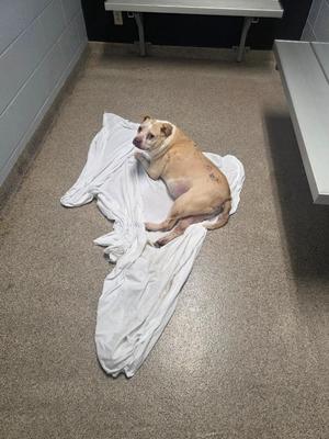 A light brown dog lying on a white blanket on the floor, looking up with a relaxed expression.