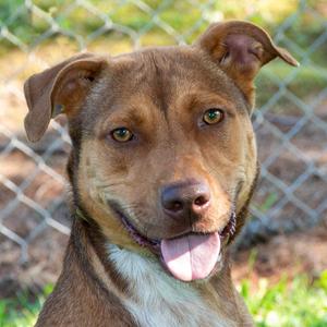 Denali, Pit Bull Terrier, young, available for adoption