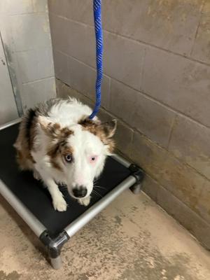 A dog with white and brown fur standing on a black mat, attached to a blue leash, in a room with concrete walls.