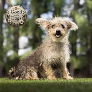 Cappuccino, Mixed Breed (Small), young, available for adoption
