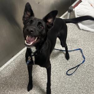 Gideon, Mixed Breed (Medium), young, available for adoption