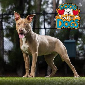 Fawn, Mixed Breed (Medium), young, available for adoption