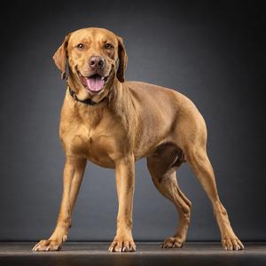 Bruce, Mixed Breed (Large), adult, available for adoption