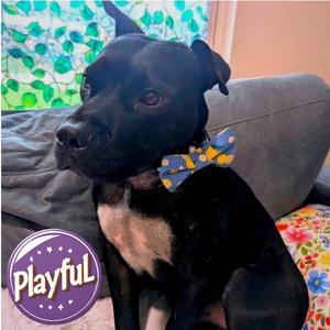 Baxter, Mixed Breed (Medium), adult, available for adoption