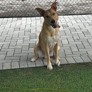 Ferguson, Mixed Breed (Medium), young, available for adoption