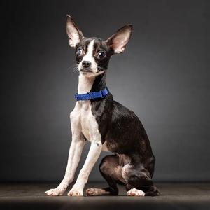 A black and white dog with a blue collar sitting on a dark surface against a gray background.
