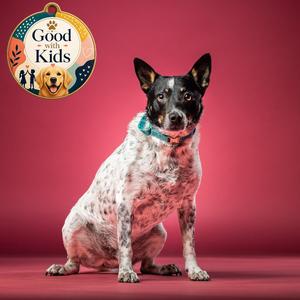 Freedom, Cattle Dog, adult, available for adoption